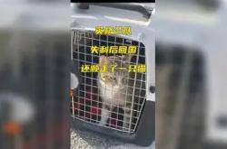 关于常规赛巅峰对决！云贵独角兽队失利东海鲨队队，板球赛场再起波澜；锋线火力回暖的信息-米兰平台